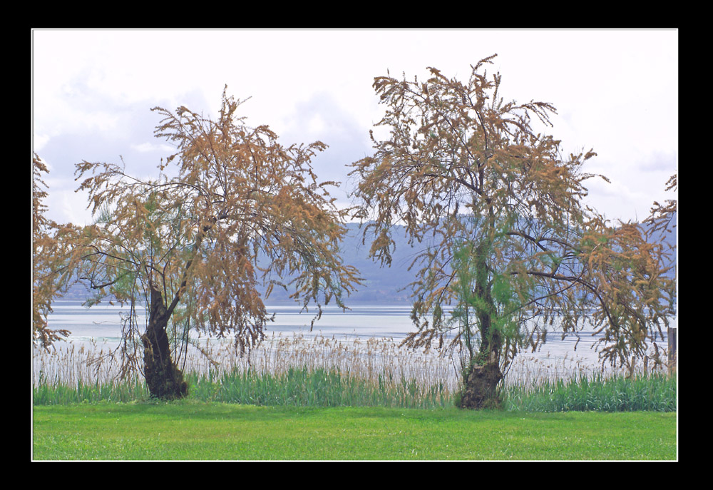 Trasimeno....