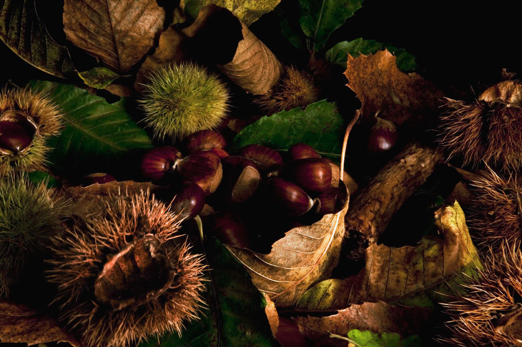 arrivano le castagne