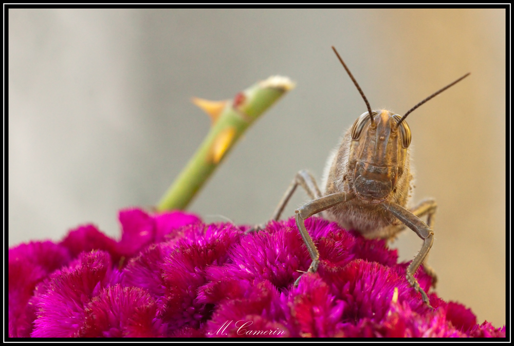 Cavaletta Locusta Anacridium aegyptium