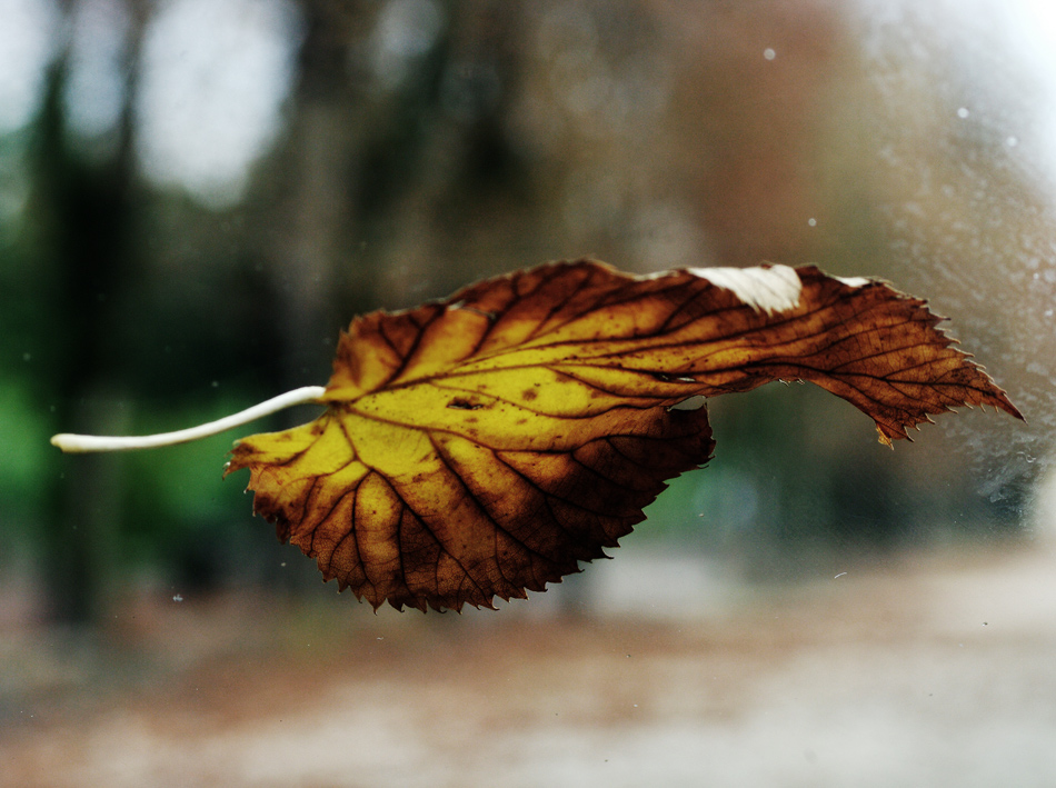Autunno sul parabrezza