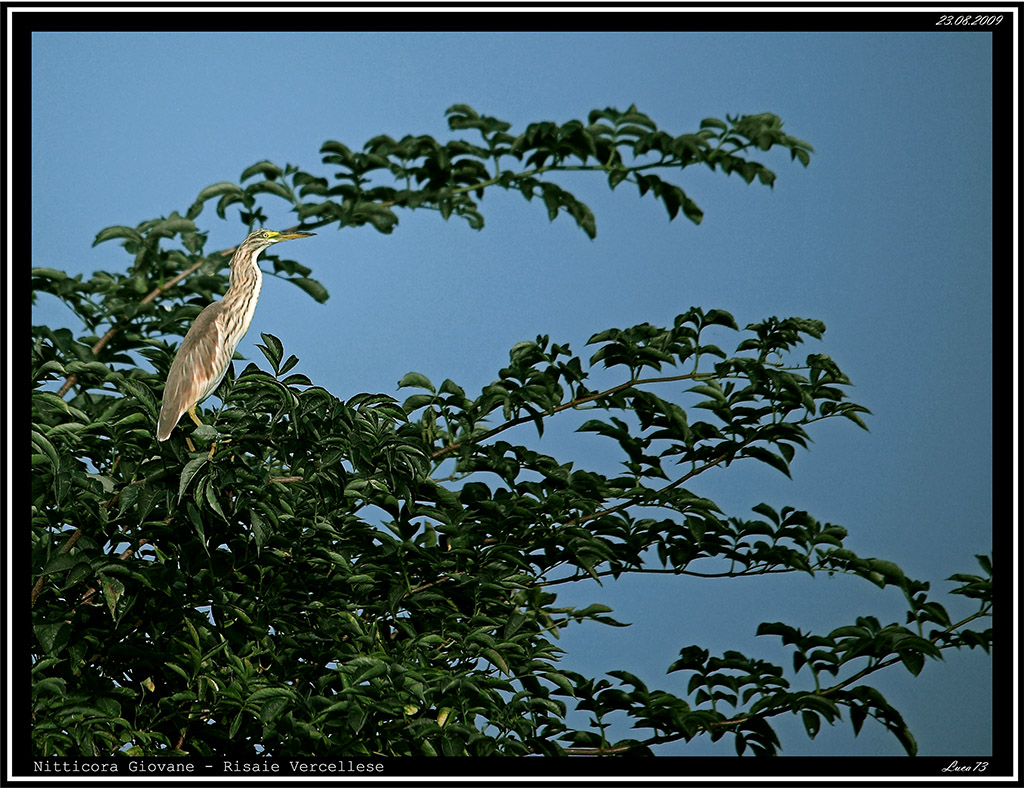 Nitticora # 12 - giovane