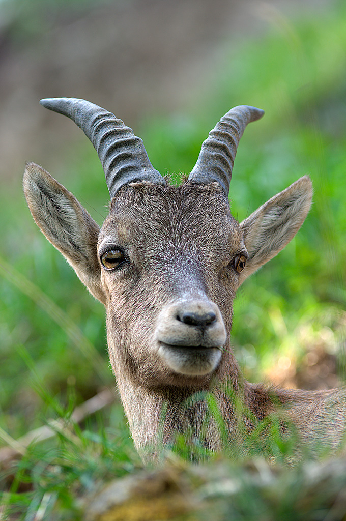 Un Leggero Strabismo di Venere