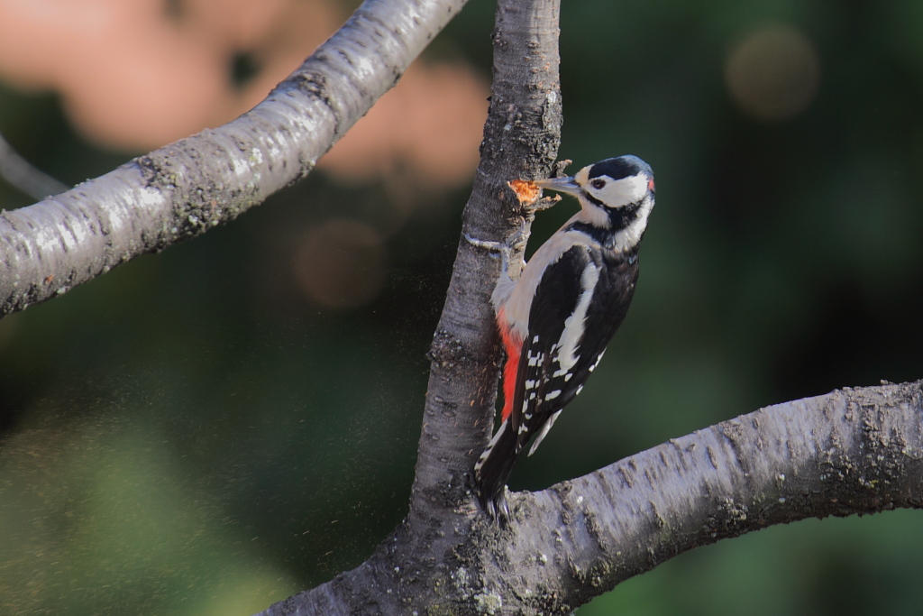 Rosso maggiore al lavoro
