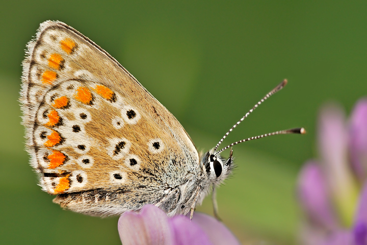 Piccolissima licenide