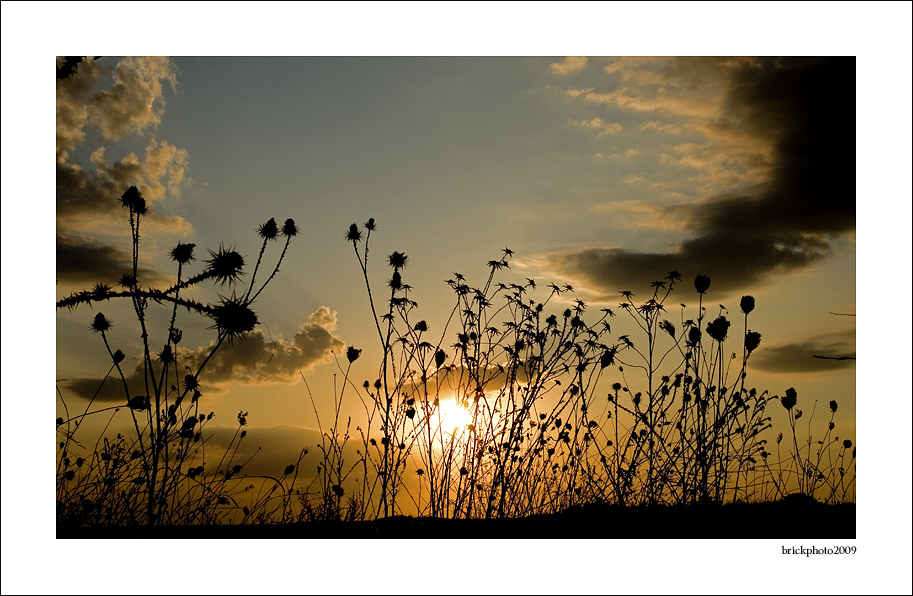 tramonti pungenti....