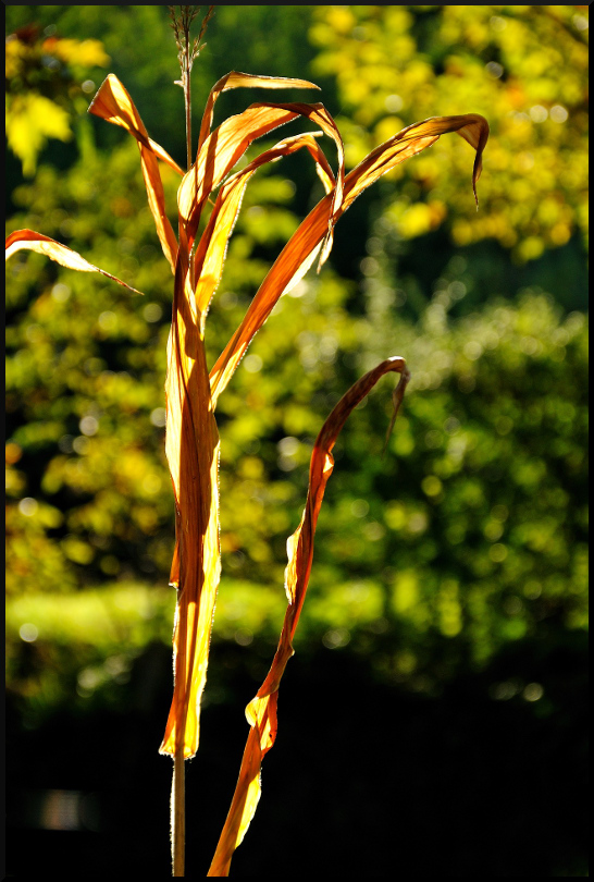 Granoturco controluce