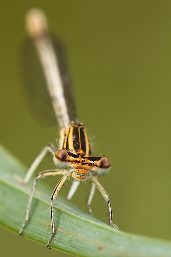Ritratto di una damigella