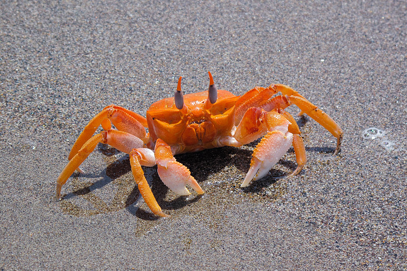 Granchio - Costa del Per� - Oceano Pacifico