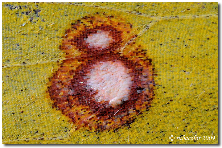 Le farfalle sanno contare