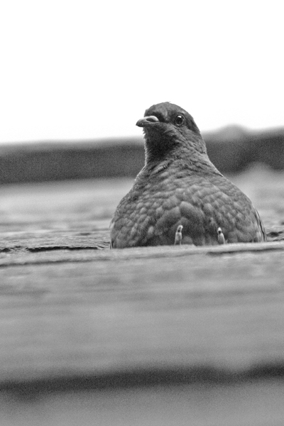 Attento osservatore 2