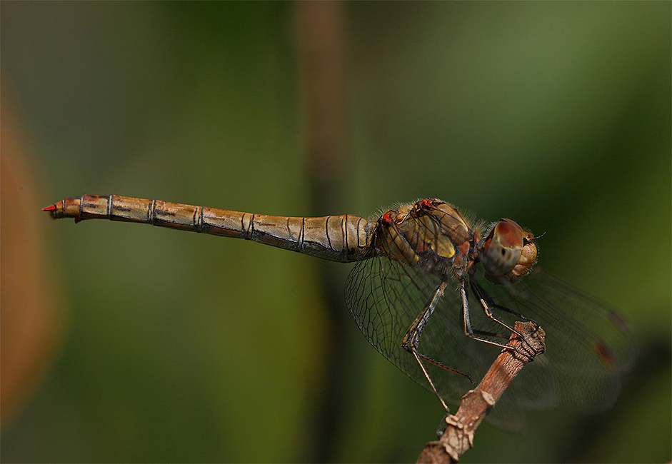 Libellula Atto II