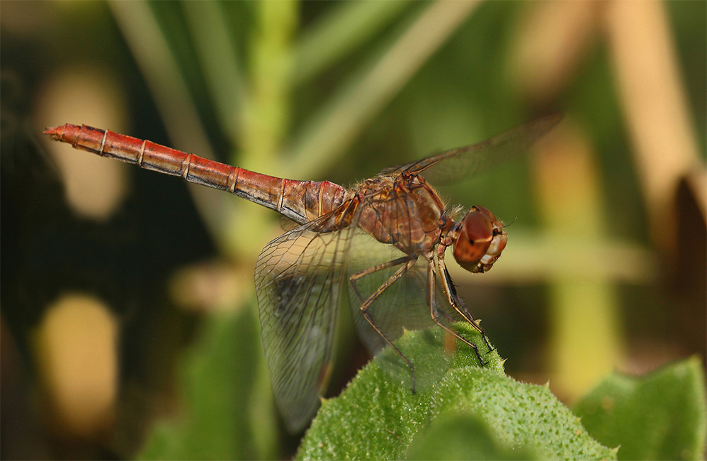 Libellula Atto III