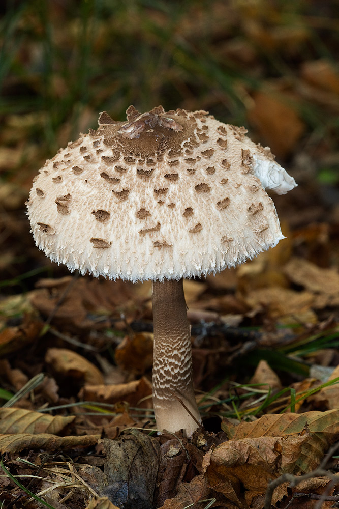 Macrolepiota procera (Mazza di tamburo)