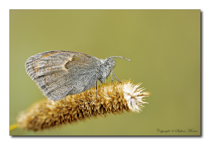 Coenonympha-pamphilus 3