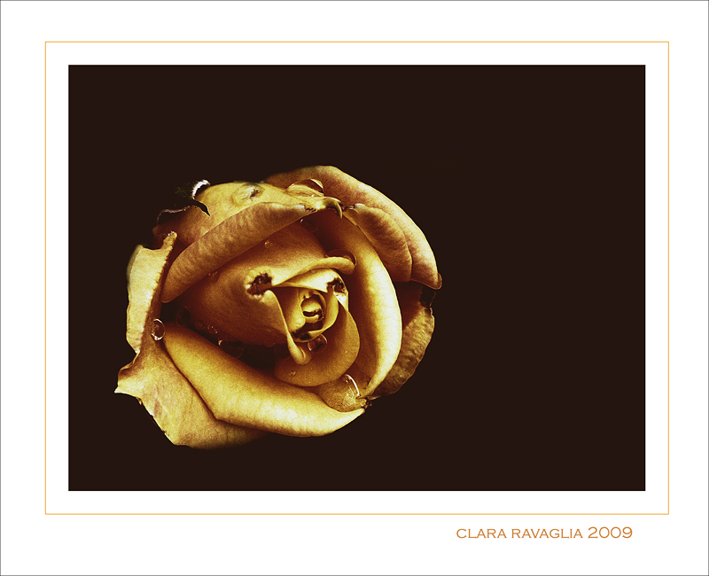 Il ricordo di una rosa...