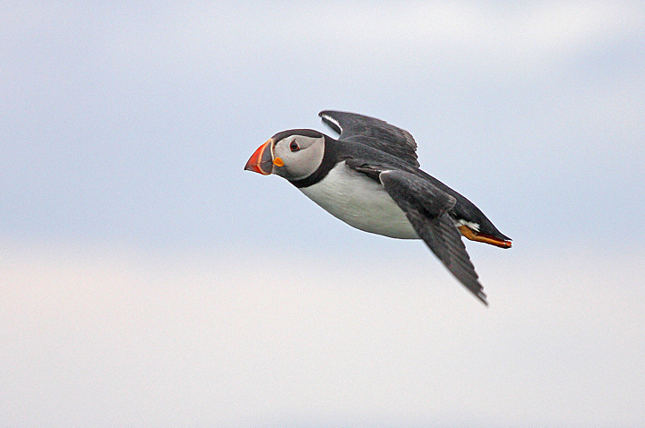 PUFFIN IN VOLO