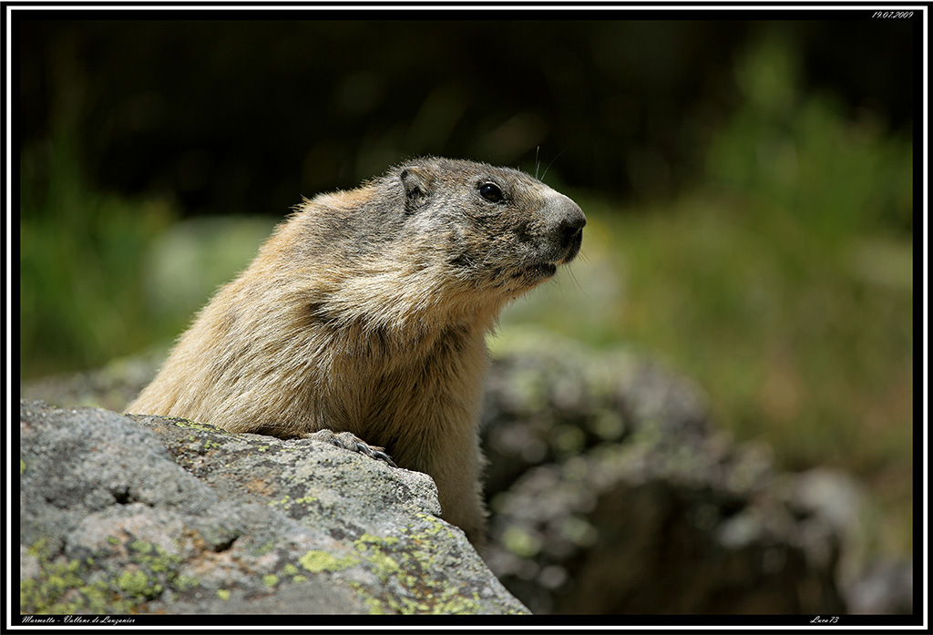 Marmotta # 2
