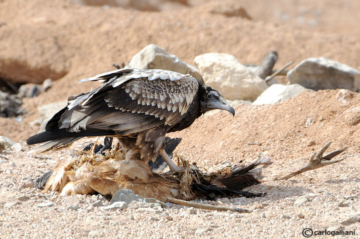 Il pranzo del Capovaccaio