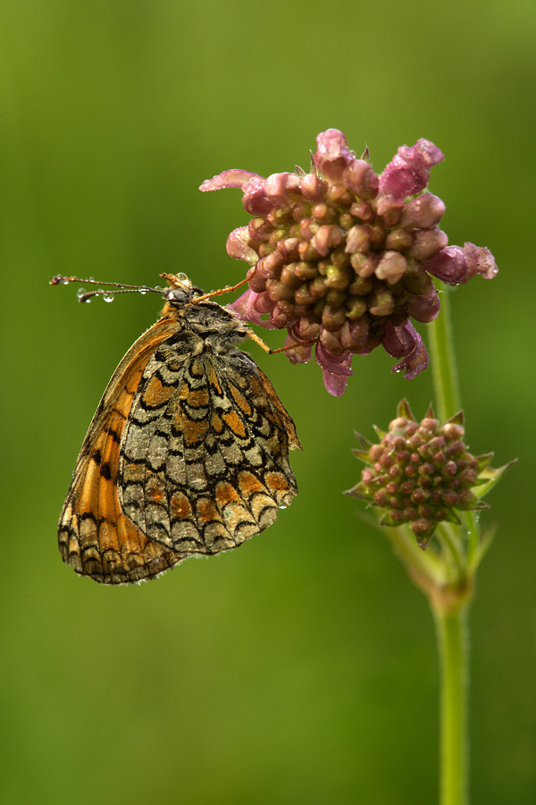 Melitaea athalia