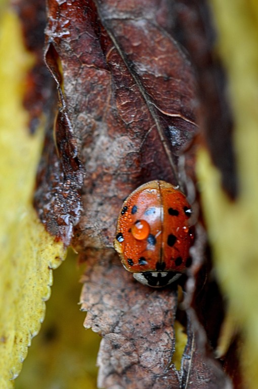puntino tra i colori
