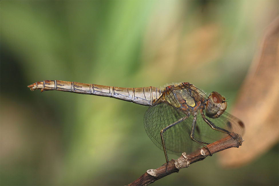 ...Ancora La Mia Modella Preferita...!!!