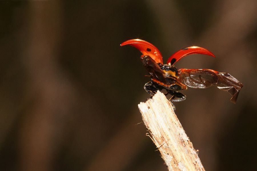 Il decollo della coccinella