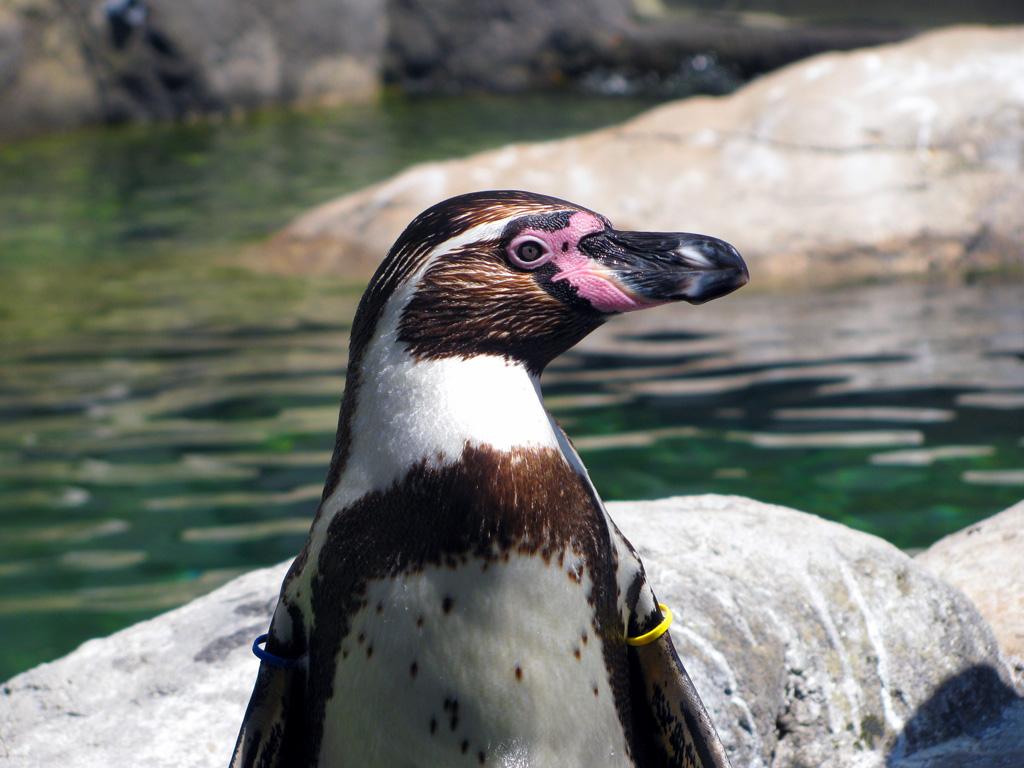 Pinguino Zoo Barcellona