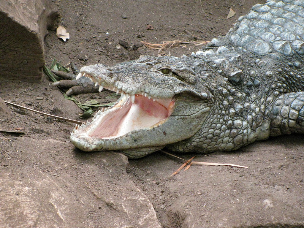 Alligatore Zoo Barcellona