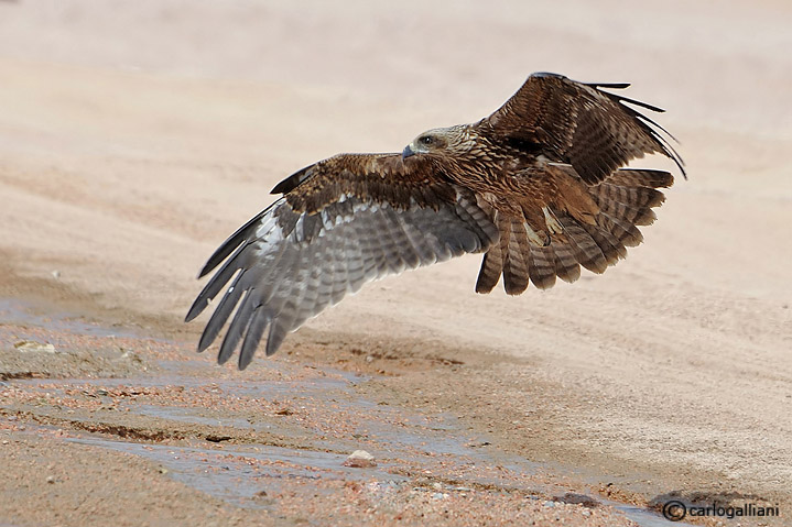 Nibbio bruno nel deserto