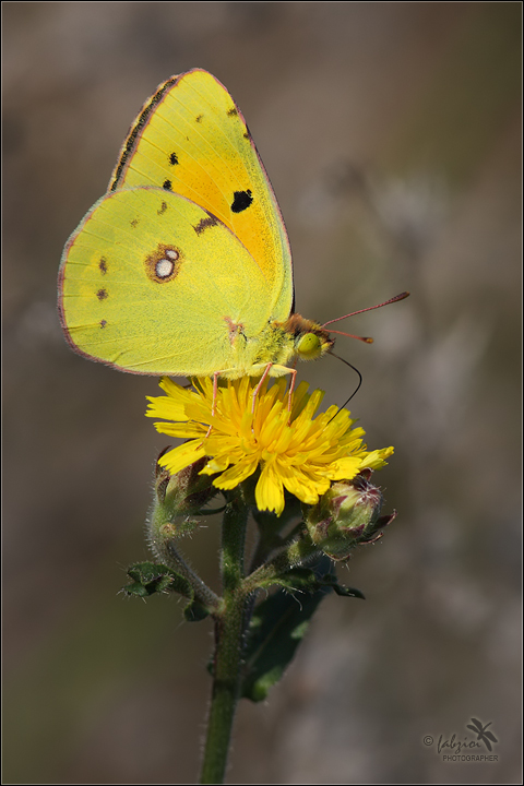 Colias... vertical!