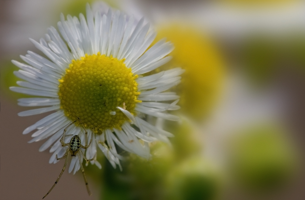 Ricordando la Primavera