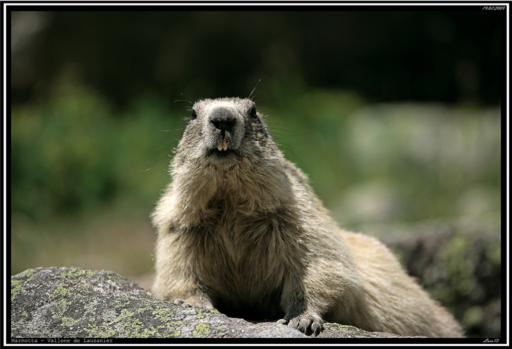 Marmotta # 6