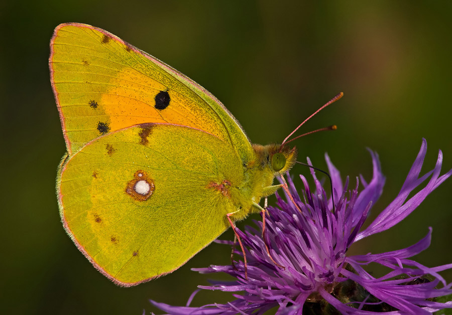 Colias