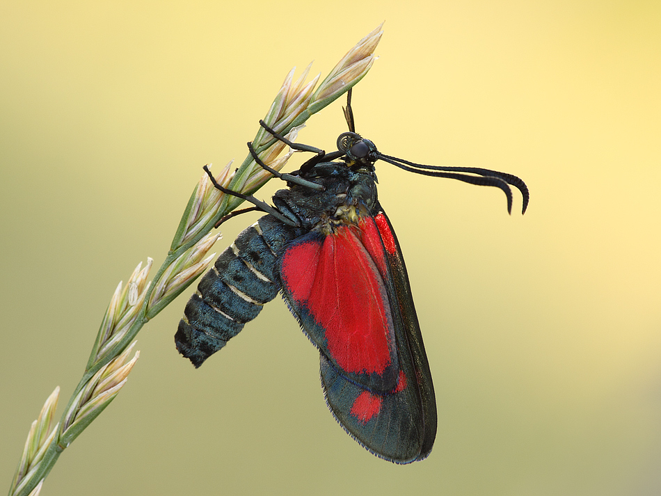 zygaena oggi e l'altro ... ieri