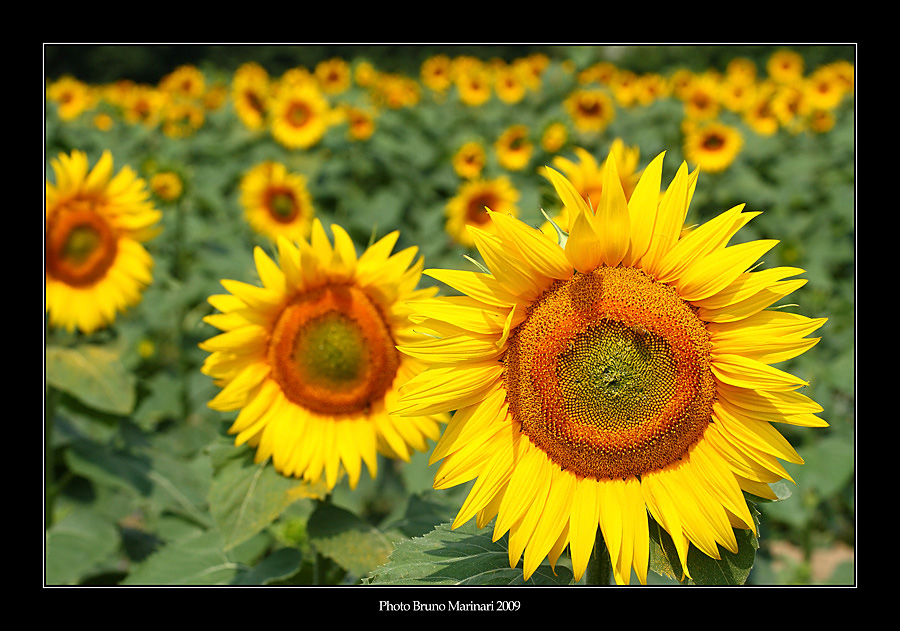 Mi tornano in mente i colori di Luglio.