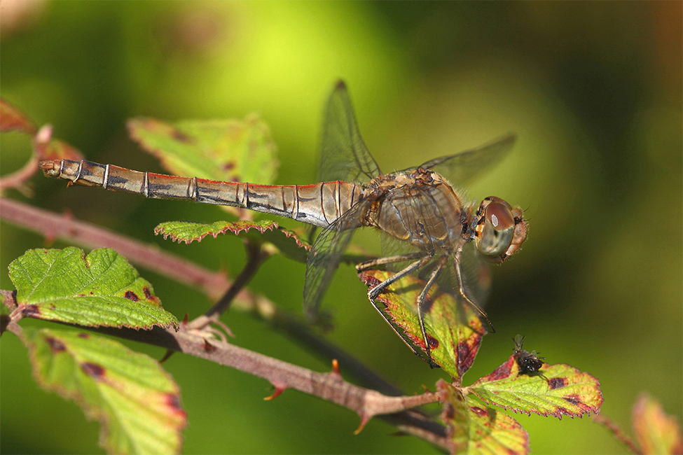 ...Sempre Tra le Spine...!!!