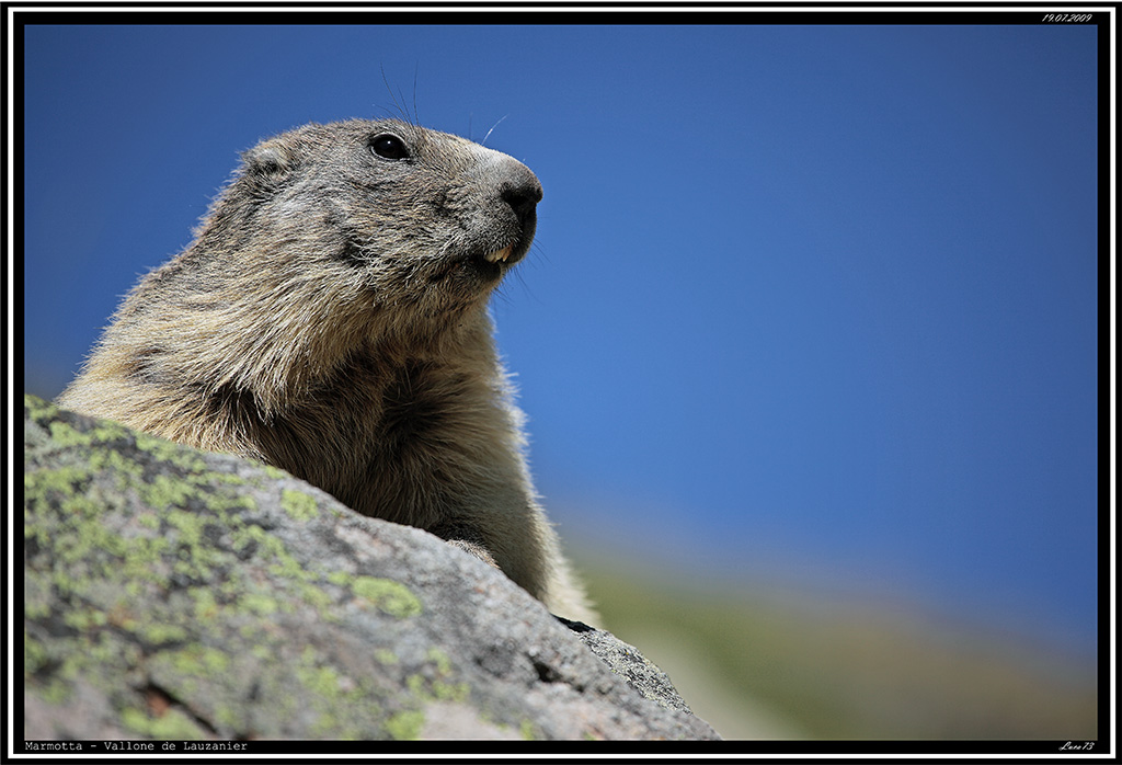 Marmotta # 8