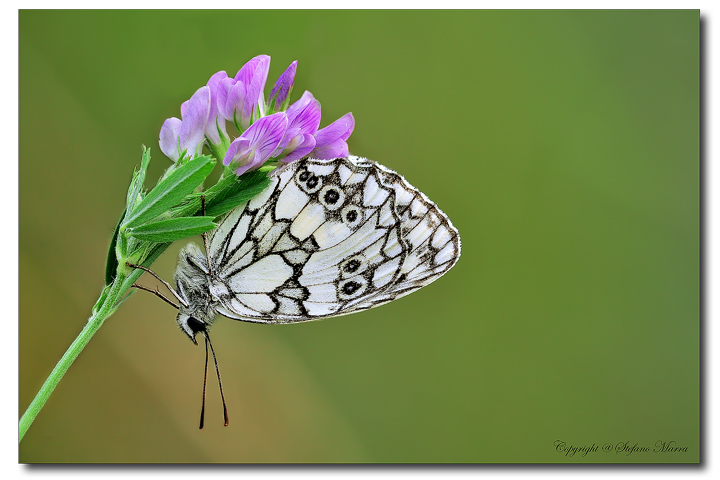 Melanargia Galathea