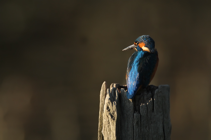 Martin Pescatore al Tramonto...