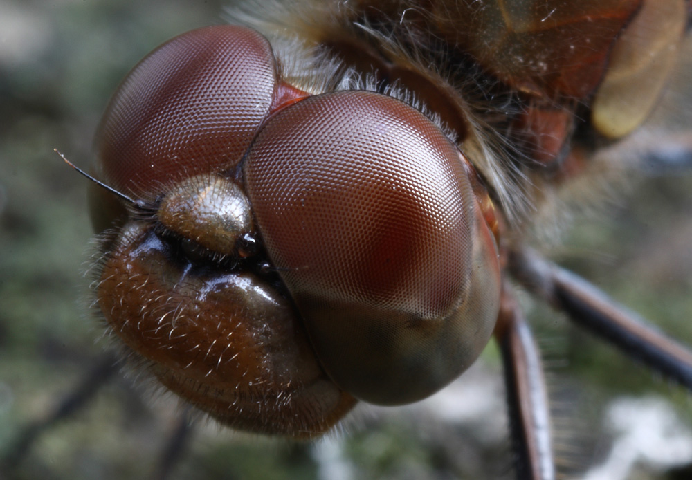 Ho qualcosa nell'occhio?