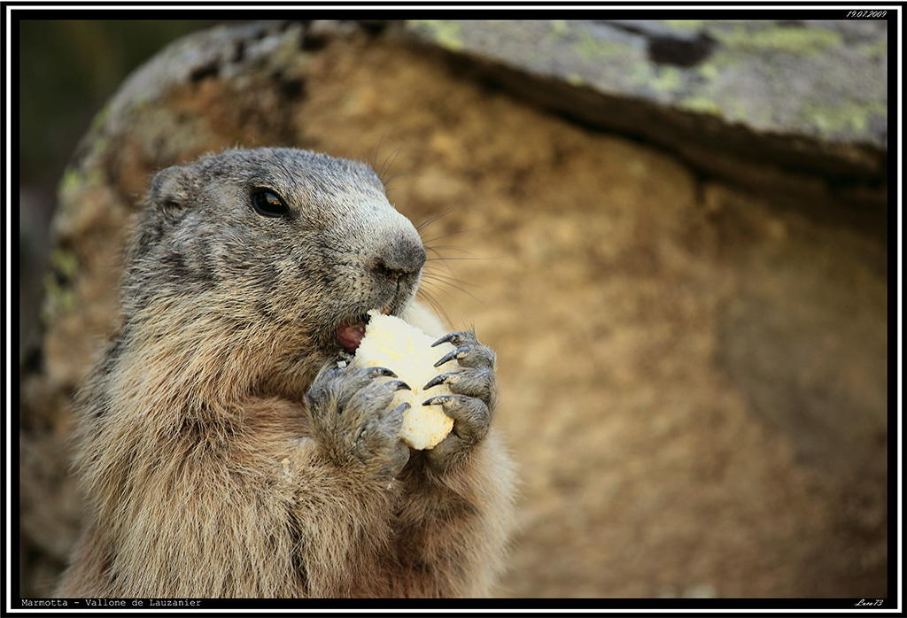 Marmotta # 10