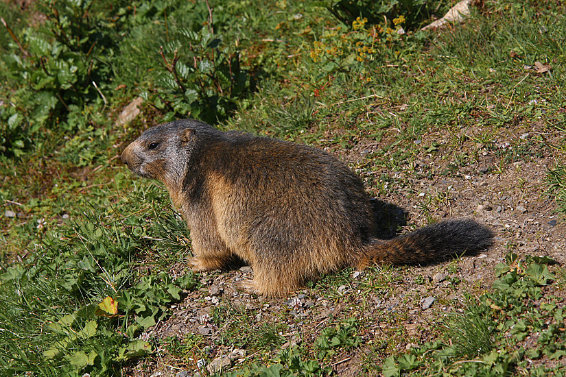 MARMOTTA