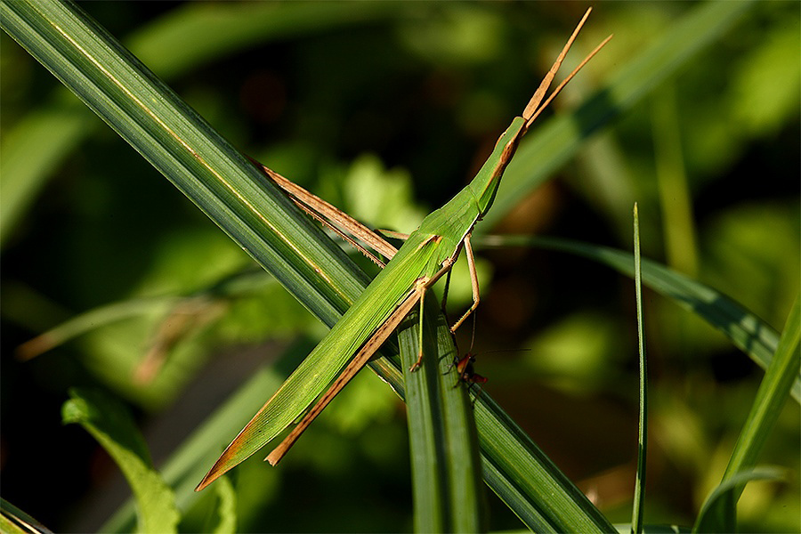 ...Davide E Golia...!!!