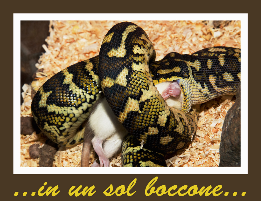 ...in un sol boccone...