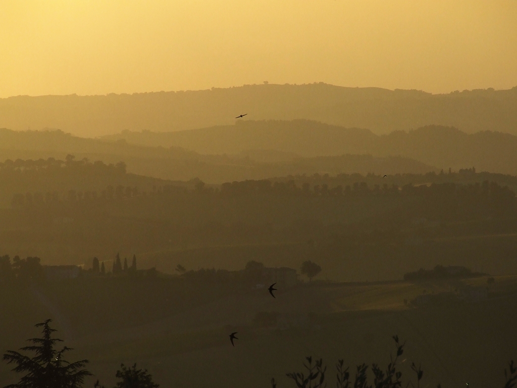 rondini al calar del sole