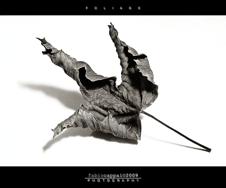 :: FOLIAGE... [01-01]