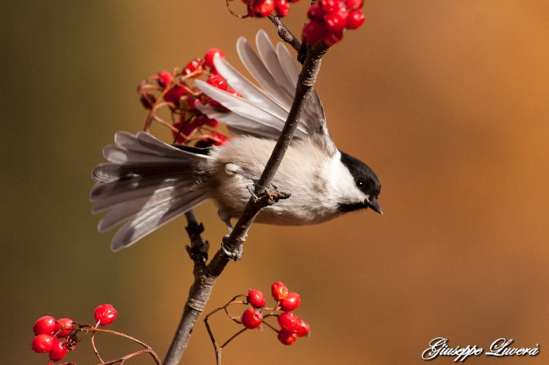 Cinciarella & bacche