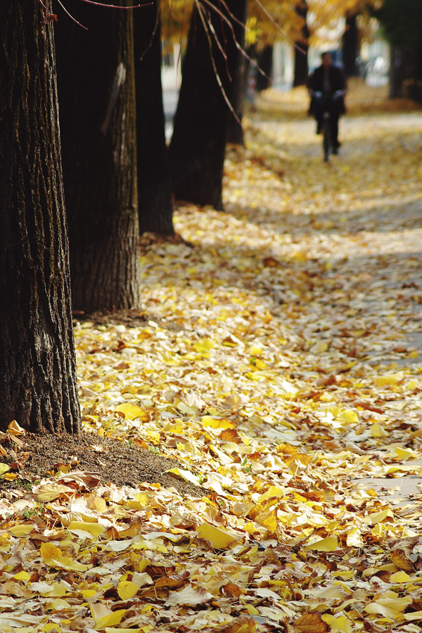 Pista ciclabile 30 10 09