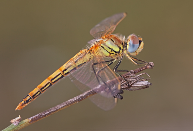 Sympetrum fonscolombii