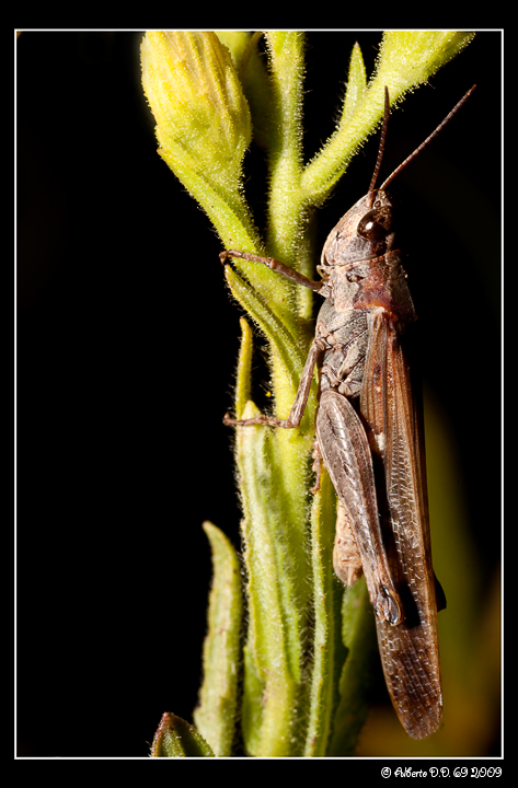 ...la mia prima macro...